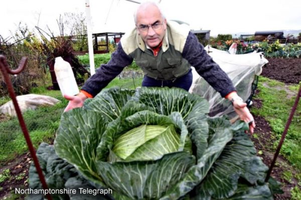 Clive with one of his giant cabbages